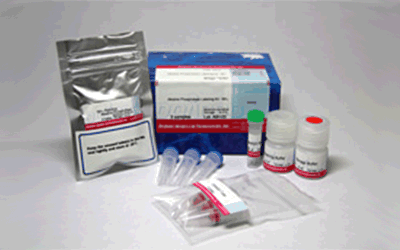 抗体・タンパク質標識キット Alkaline Phosphatase Labeling Kit - SH　