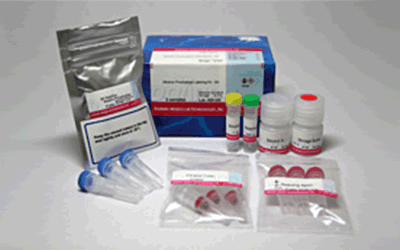 抗体・タンパク質標識キット Alkaline Phosphatase Labeling Kit - NH2　