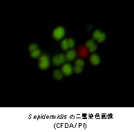 菌蛍光染色用色素 -Bacstain- PI solution　