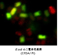 菌蛍光染色用色素 -Bacstain- PI solution　