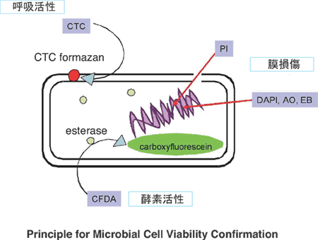 菌蛍光染色用色素 -Bacstain- DAPI solution　