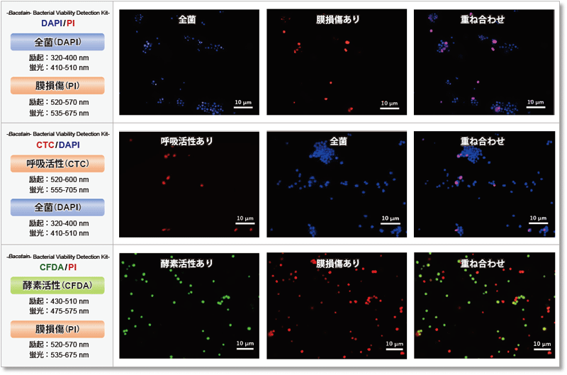 CTC/DAPI で菌を二重染色 -Bacstain- Bacterial Viability Detection Kit - CTC/DAPI　