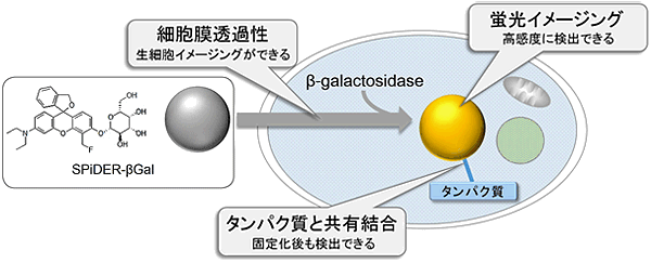 β-galactosidaseの検出試薬 SPiDER-βGal　