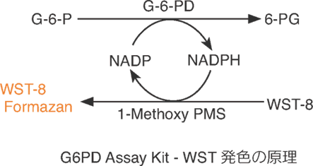 グルコース-6-リン酸脱水素酵素活性測定用キット G6PD Assay Kit-WST　